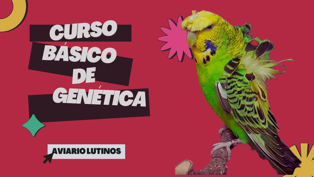 CURSO DE GENÉTICA BÁSICA 1 ¿De qué color serán mis pollos?