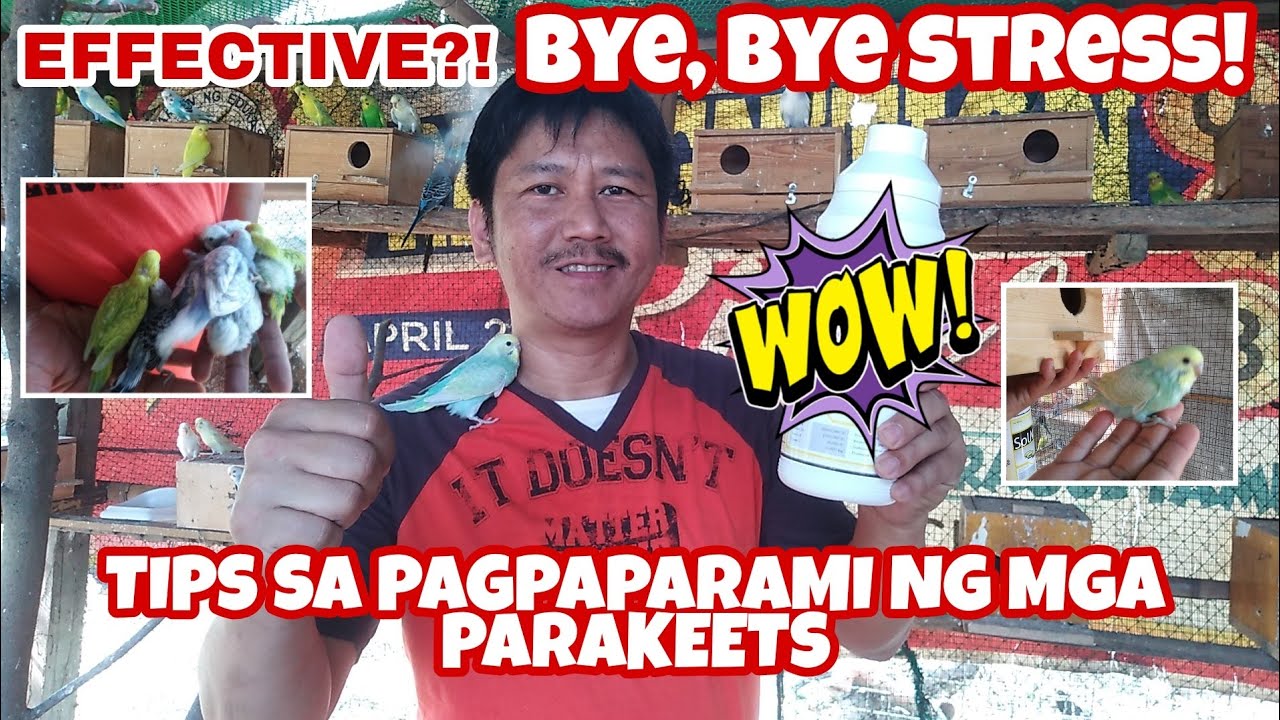 SUPLEMENTO PARA TUMAAS ANG FERTILITY NG MGA PARAKEETS | GOOD BYE STRESS