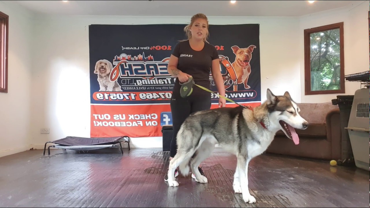 Siberian Husky Obedience | Kyro | Dog Training in London