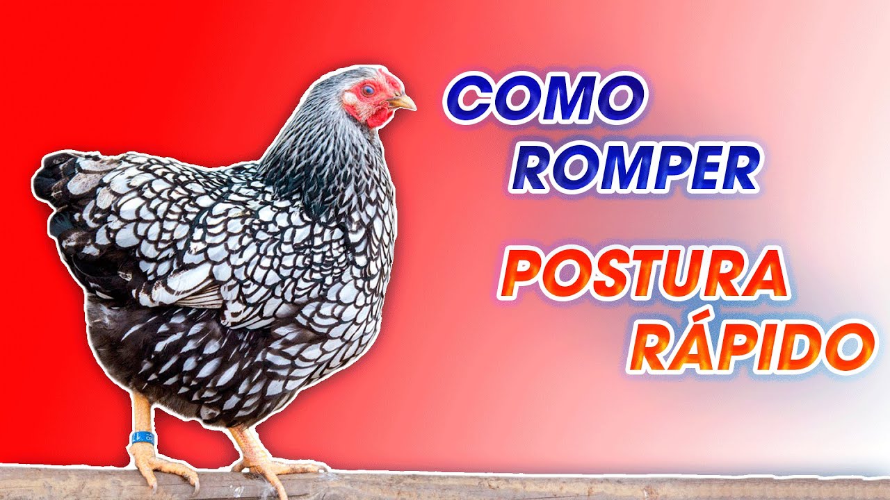 COMO ROMPER POSTURA rápidamente ǀ  Ing. Jannin Hernández Blandón MSc.