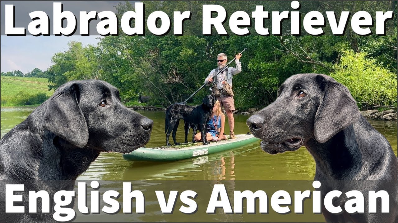 English (Show) vs American (Field) Labrador Retriever | In Depth Comparison