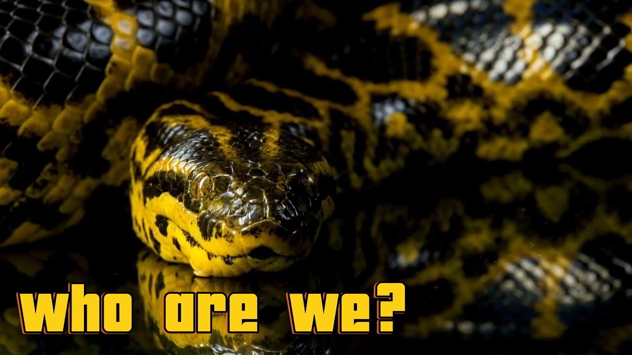 Meet Anaconda: Fun facts for Kids | Discover Kids Universe | Wonder World Education