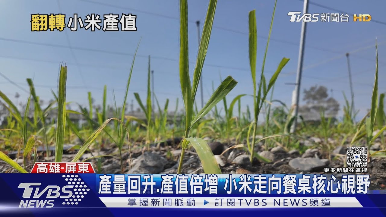 原生小米產量暴跌八成 科技助力重返餐桌｜十點不一樣20260210 @TVBSNEWS01