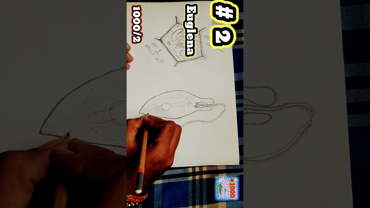 how to draw euglena//structure of euglena//3D structure of euglena