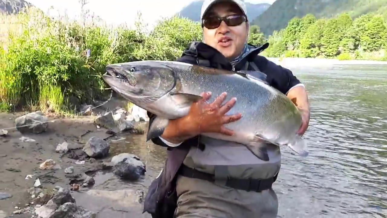 Pesca en aysen, a llegado el momento del gran Piqué del salmón chinook ( king)