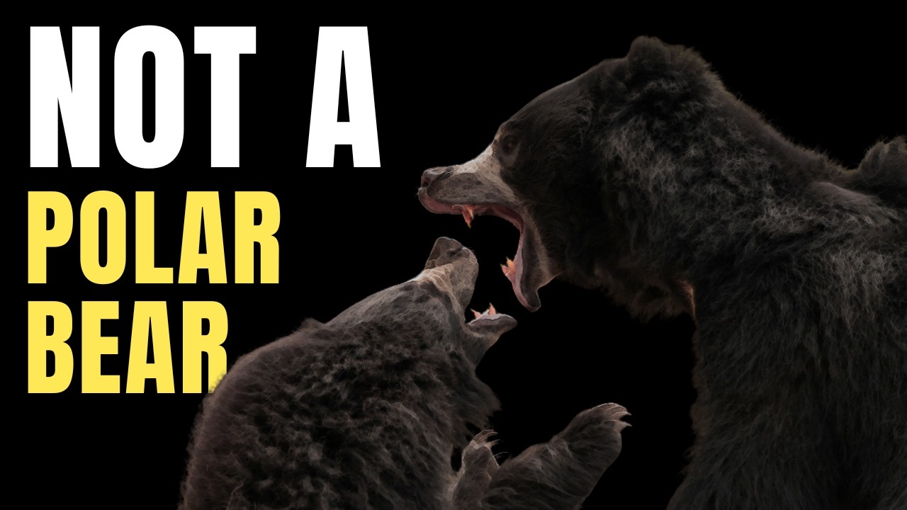 The Most Dangerous Bear Species (It&rsquo;s Not What You Think)