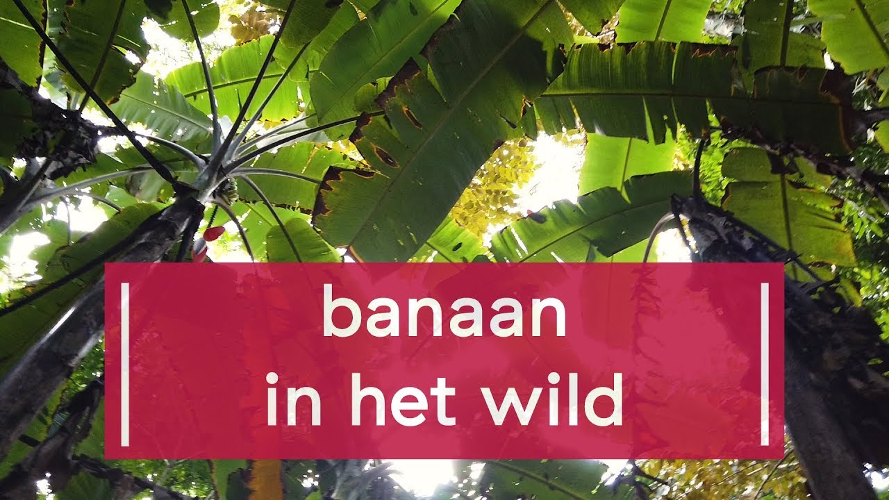 Banaan in het wild