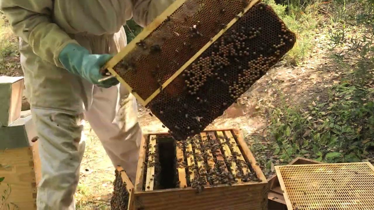 22 mai 2022 : ouverture ruche Dadant avec sa colonie d'abeilles noires pour castrer le couvain mâle