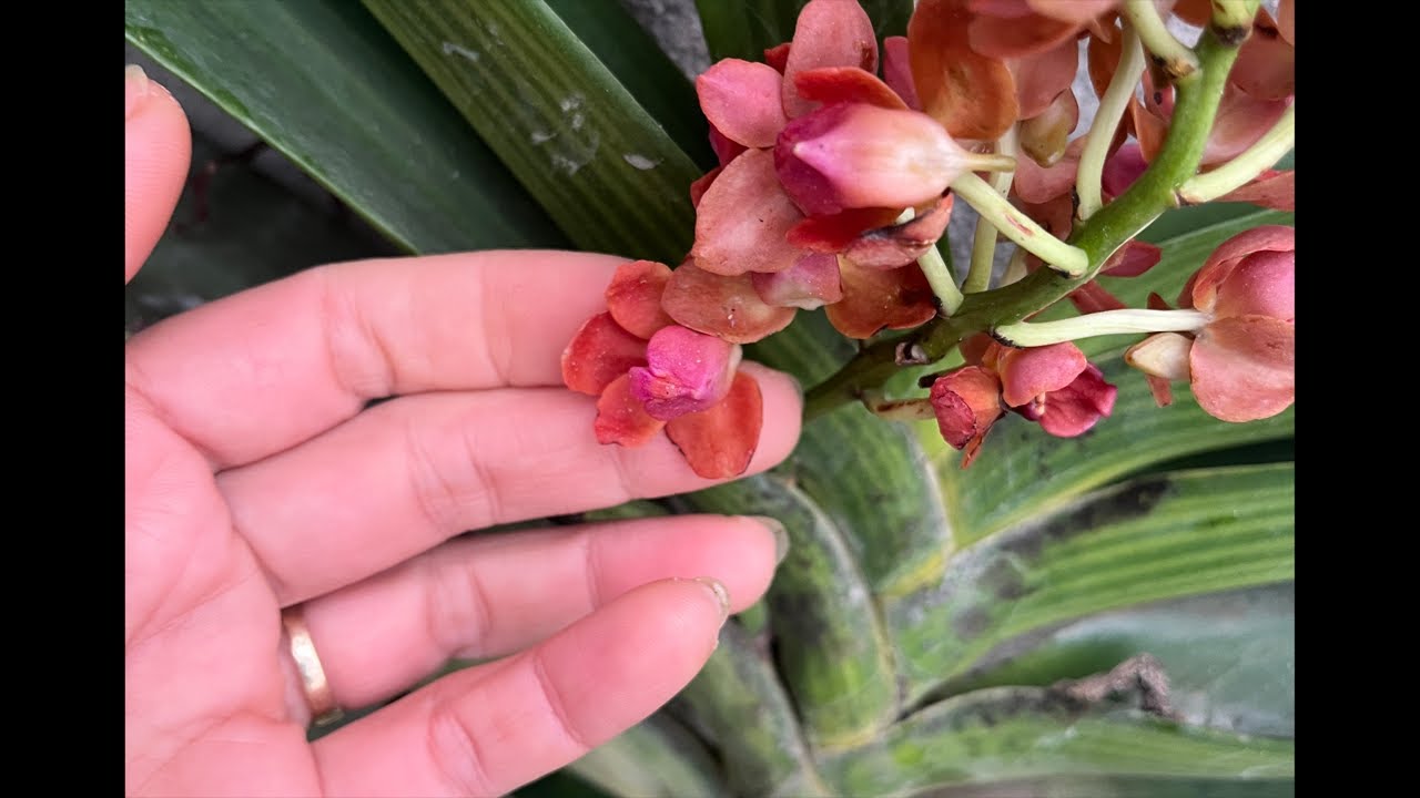 Hoa Lan 24h | đai châu, nhạn var, nhạn 4N //0705292666