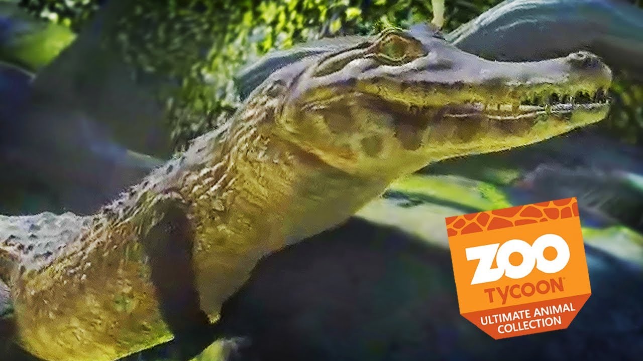 CAIMANS AND CATASTROPHE | Zoo Tycoon : Ultimate Animal Collection #9