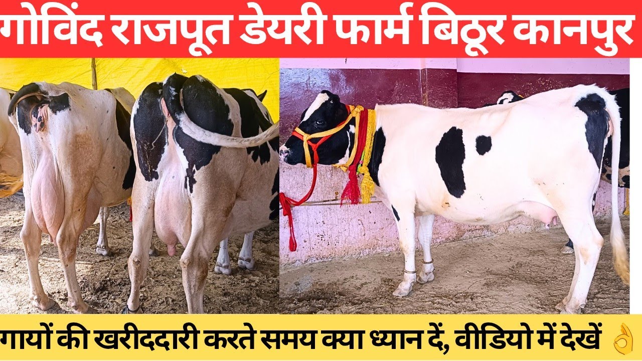 Govind Rajpoot Dairy Farm bithur Kanpur up 