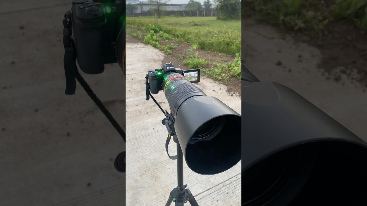 Nikon z50 ii + 200-500 F5.6 #nikon #wildlifephotography #shortvideo #shorts