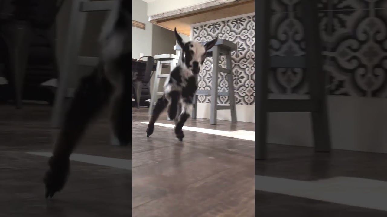 Tiny Goat Big Leaps Baby Goats Indoor Jumping Spree! #shorts #cuteanimals #babygoats #adorable