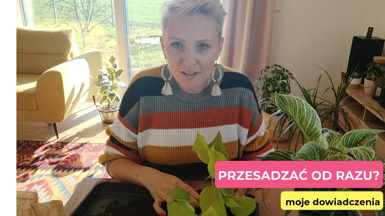 Dlaczego przesadzam rośliny od razu po kupnie? | Przesadzam rośliny | PIPILOTKA
