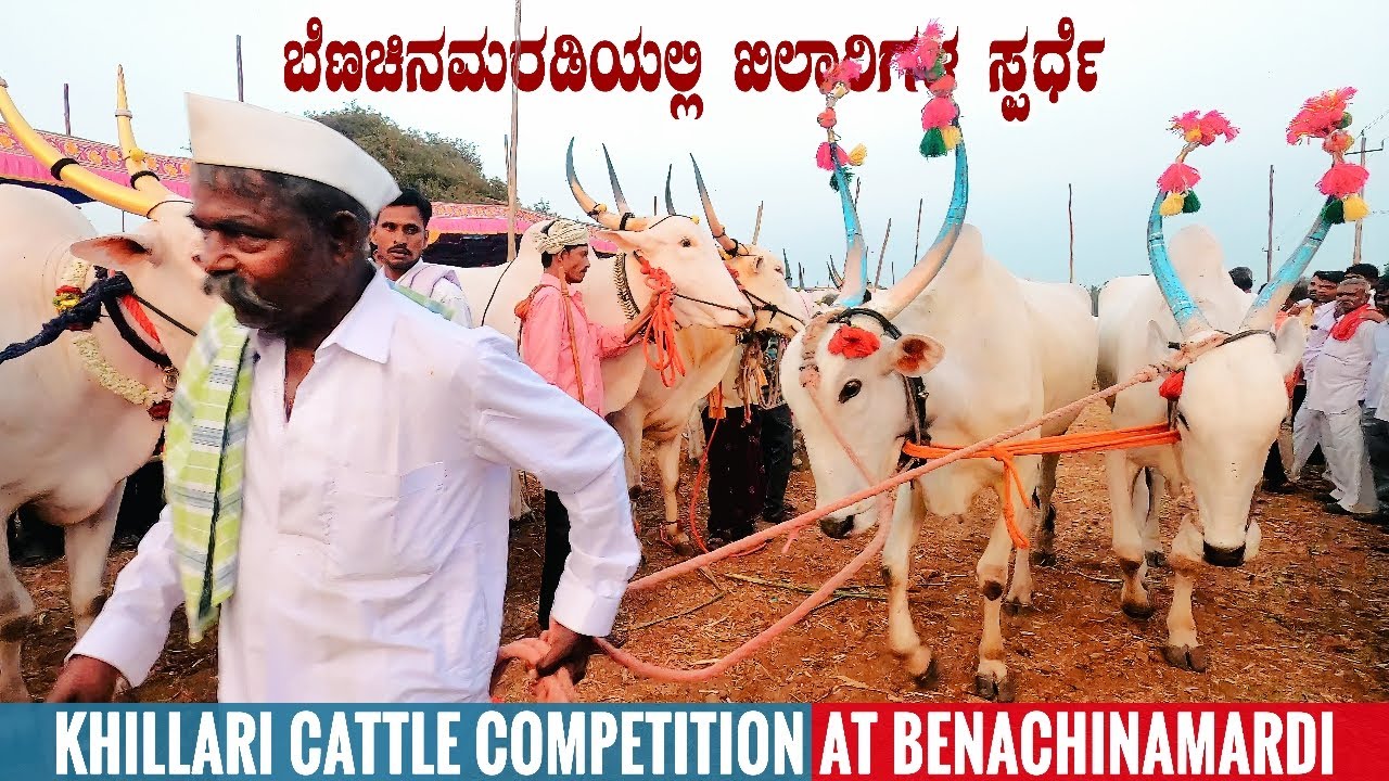 Top Quality Khillari Bulls & Oxen Competition at Benachinamardi in Gokak Taluk | Bairisiddeswar Fair