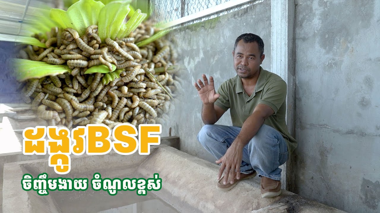 ដង្កូវចំណីសត្វ BSF ងាយស្រួលចិញ្ចឹម ទីផ្សារវិញក៏ល្អ