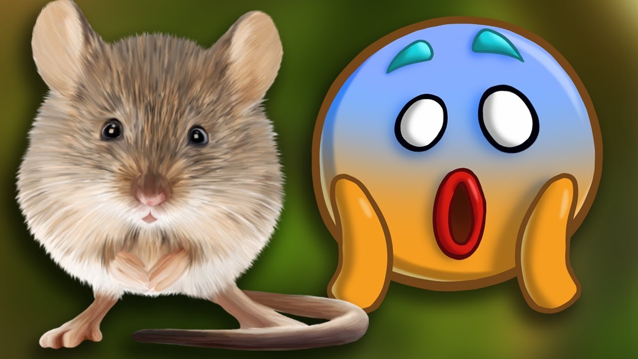 Une souris dans mon appart' ?