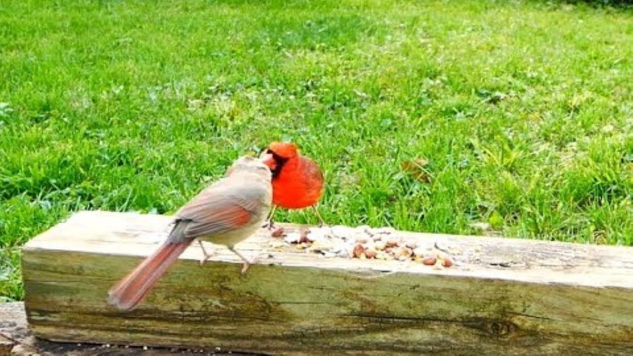 Male Cardinal Feeds Female Cardinal | Bird Watching