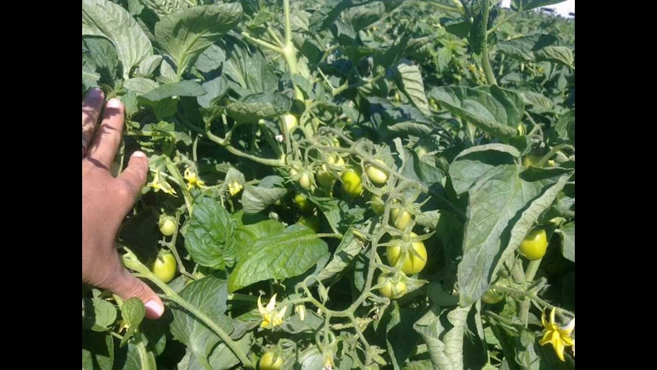 video tomate industria pegoes