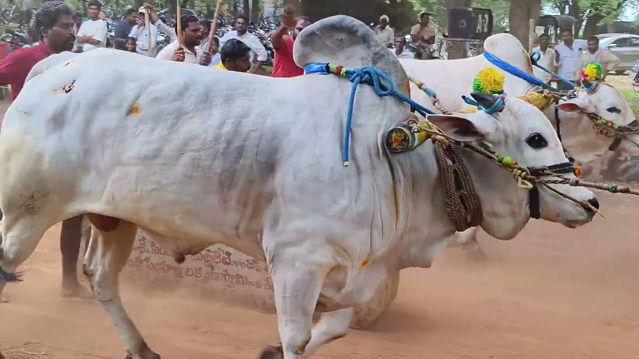 VGR BULLS వెంకటగిరి హేమలత నాయుడు న్యూ కేటగిరి విభాగం వడ్ల రామాపురం గ్రామం  నంద్యాల జిల్లా 6/7/25