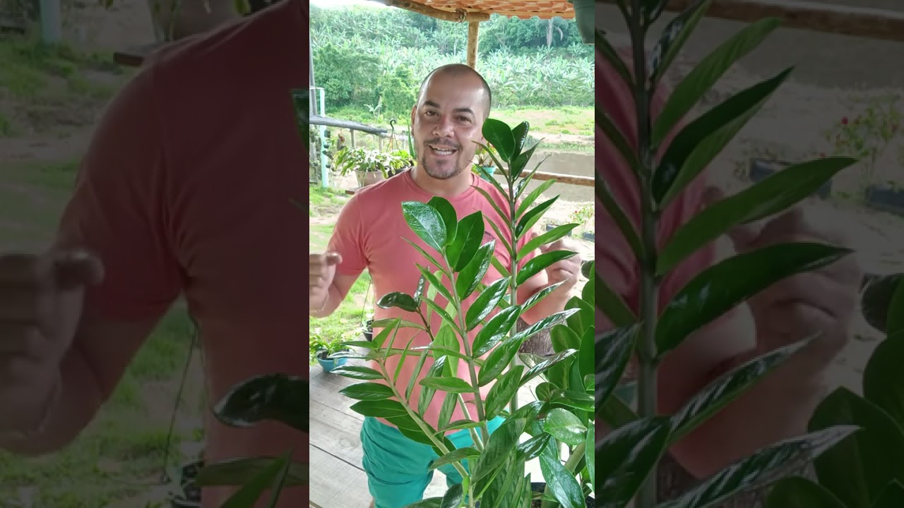Zamioculca amarelando sem brotação nova e sem brilho natural nas folhas