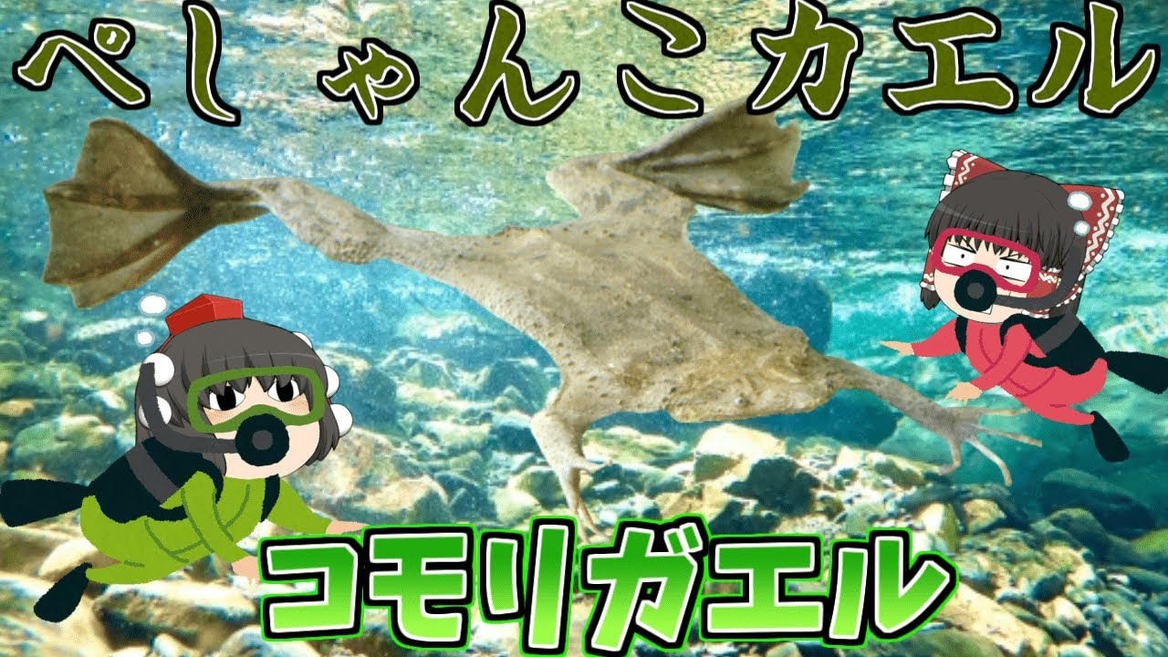 【ゆっくり解説】閲覧注意の平べったいカエル！コモリガエル