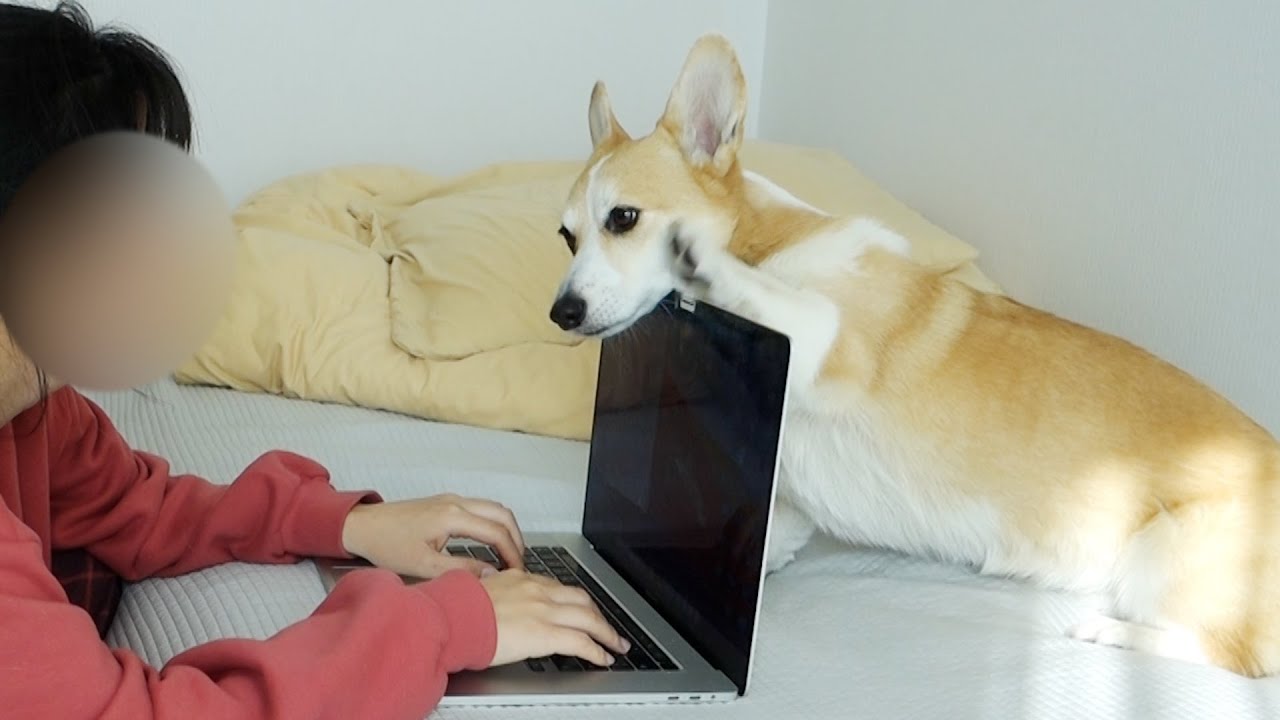 일한다고 안놀아줬더니 노트북 덮어버린 강아지