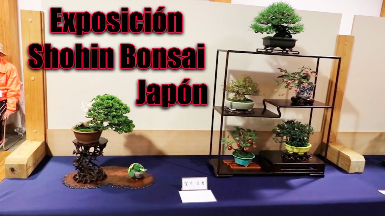 Exposición Shohin Bonsai - Shizuoka - Japón
