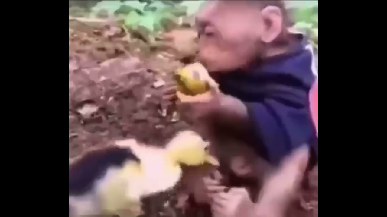 Duck bites a monkey wiener