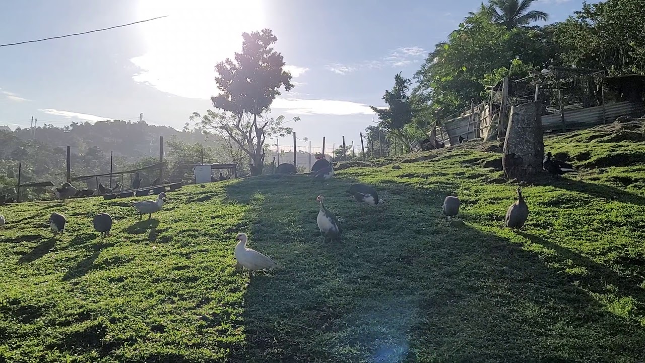 Sonido animales de granja en el amanecer / Farm animal sounds  of the farm in the sunrise 🌅