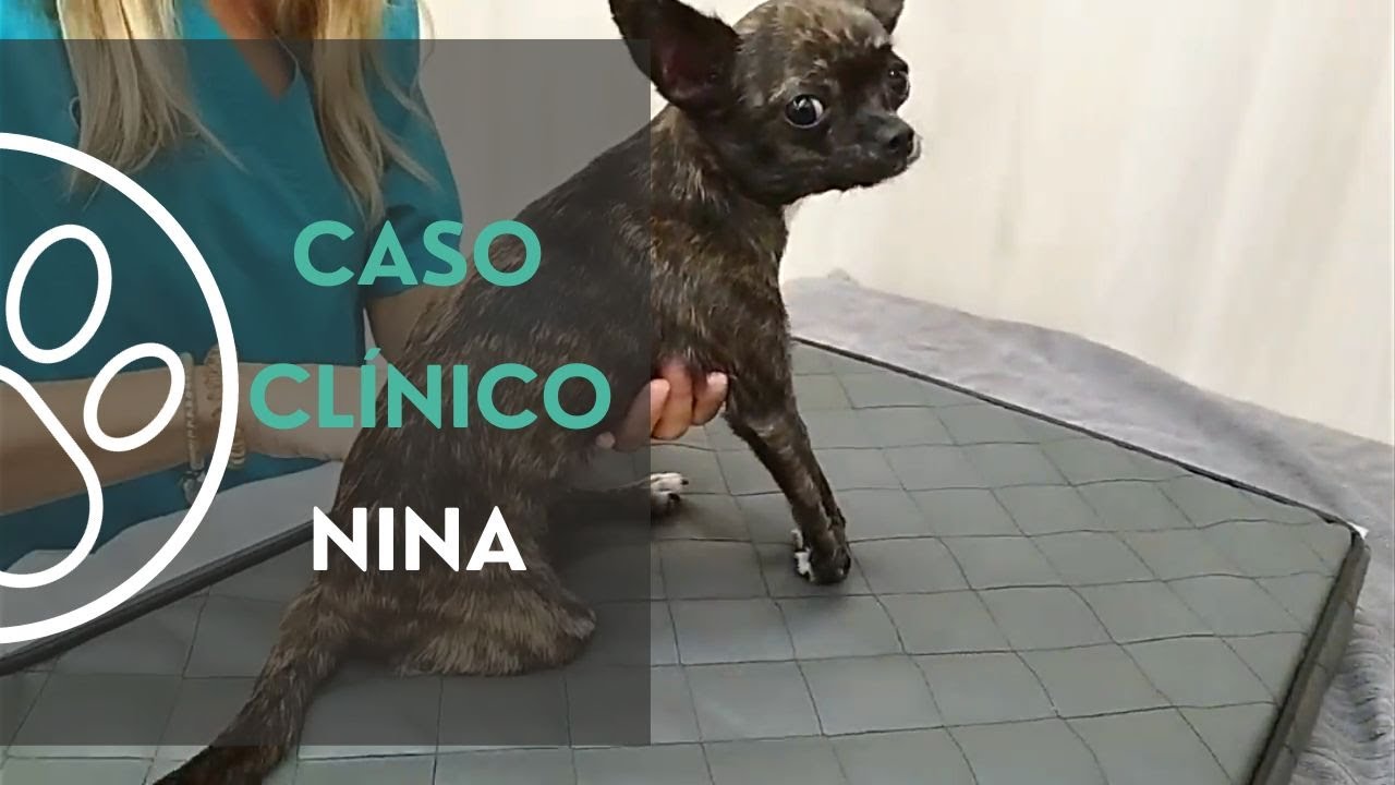 Terapia de rehabilitación en una perra con traumatismo craneal