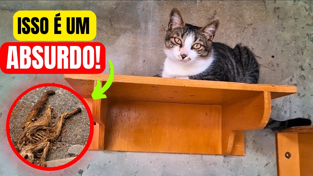 🚨POR FAVOR CUIDEM DOS SEUS GATINHOS 😭