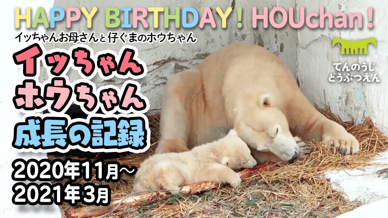 【天王寺動物園】1歳おめでとう！🎉🐻‍❄️ホウちゃんイッちゃん総集編（2020年11月〜2021年3月）[Tennnoji Zoo] Polar bear, Icchan and Houchan.