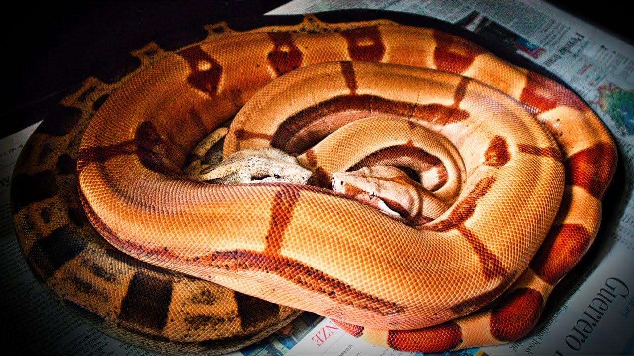 Cohabitating Snakes Is Good For Them... IF Done Like This