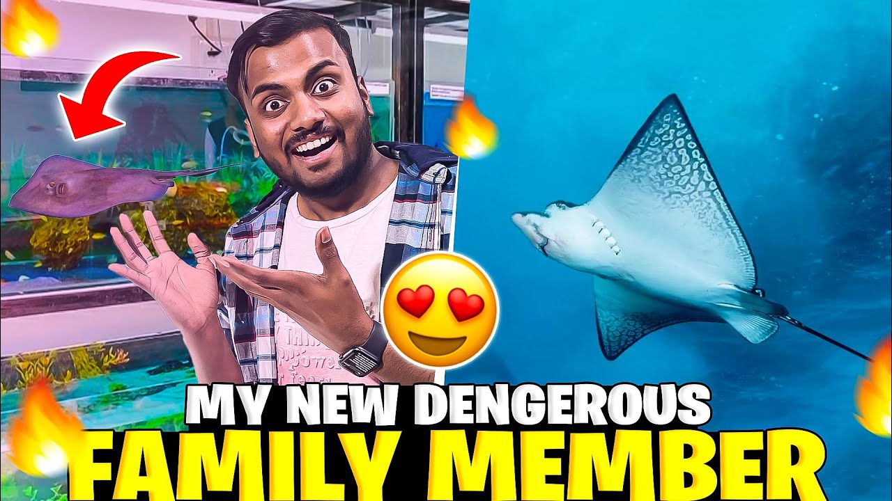 My New Dengerous Family Member 😱 Sting Ray ?