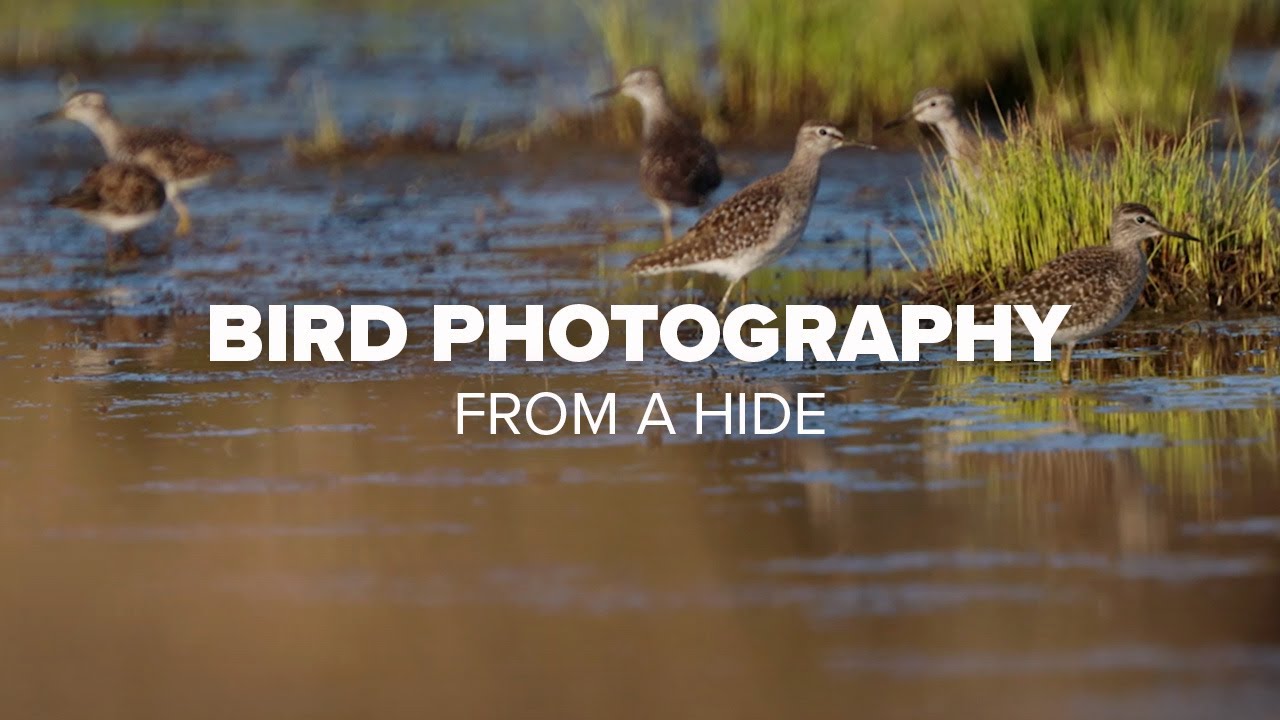 How to film waders in Finland | BIRD PHOTOGRAPHY from a hide