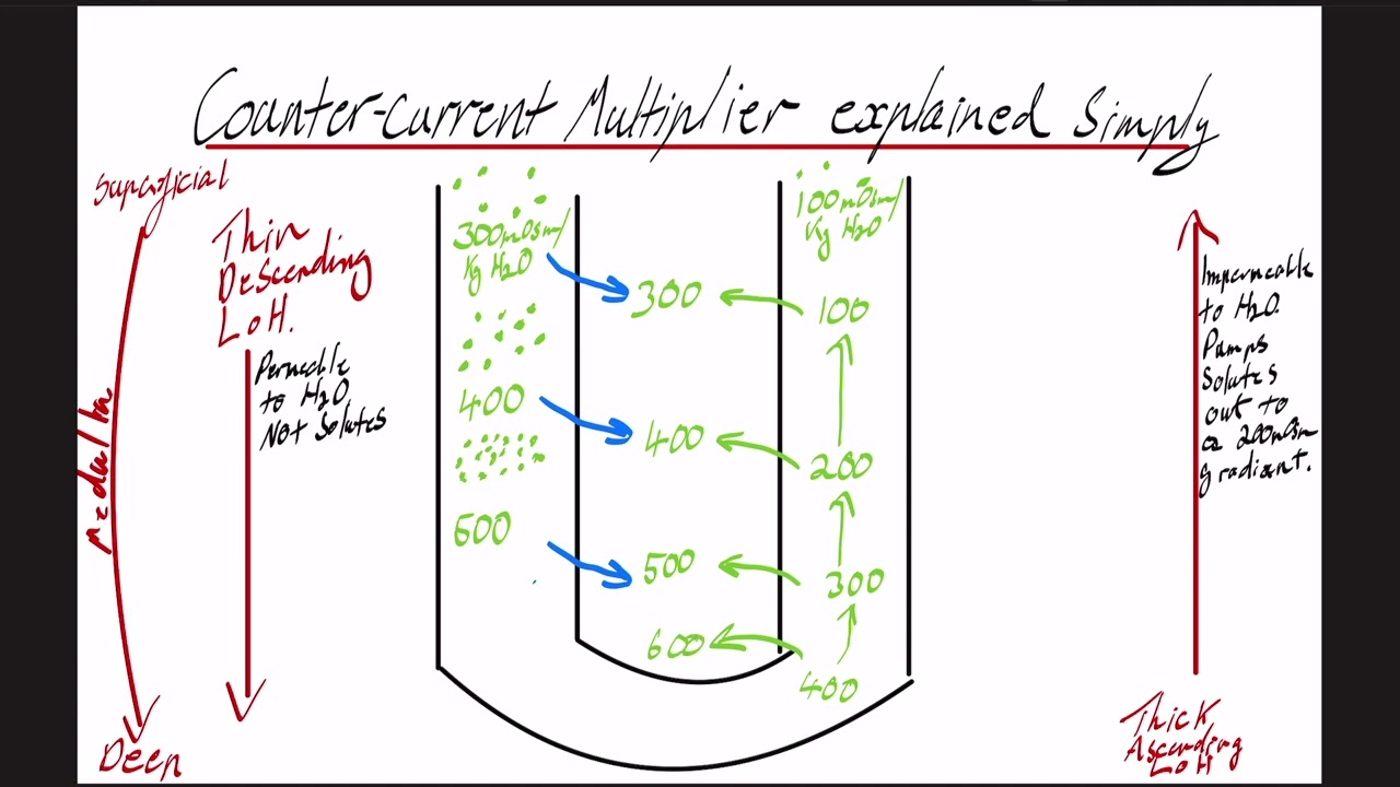 Counter current multiplier explained simply and how frusemide works