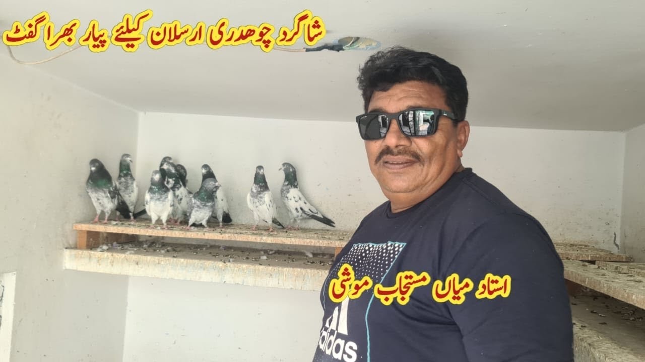 Teddy Outclass Pigeons Shagird ko Gift | Ustad Mian Mustajab Moshi