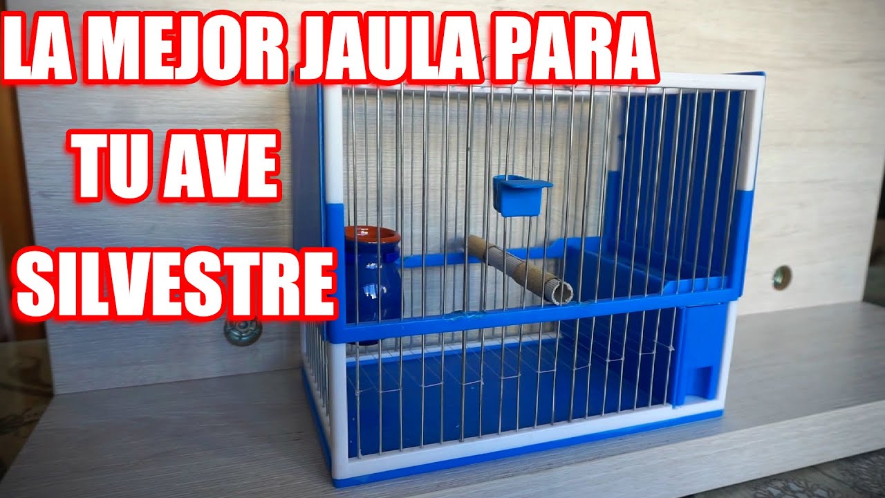 CÓMO PREPARAR MI JAULA C2 PARA MI JILGUERO / Préparer la cage parfaite pour mon chardonneret.
