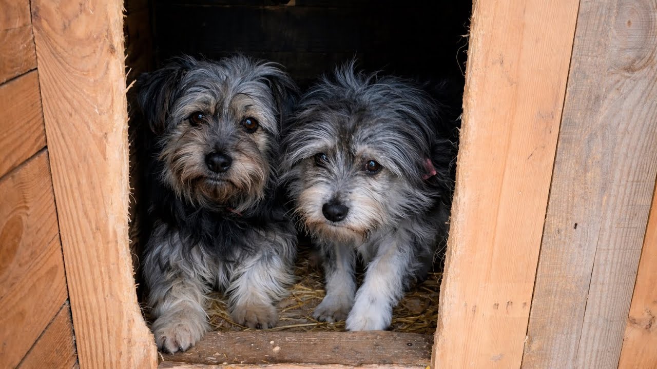 Owner Kicked Out Mama Dog and Her Puppy After Selling  House… But Didn’t Expect This