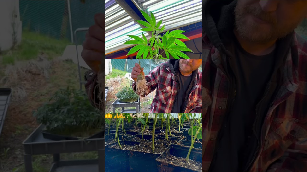 What a little bit of mycorrhiza & perlite at the bottom of the clone tray can do for your plants. 🌱