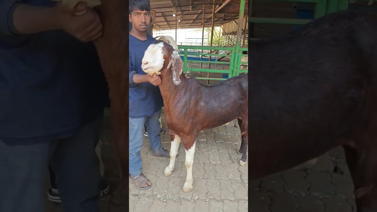 Qurbani Goat 2025 