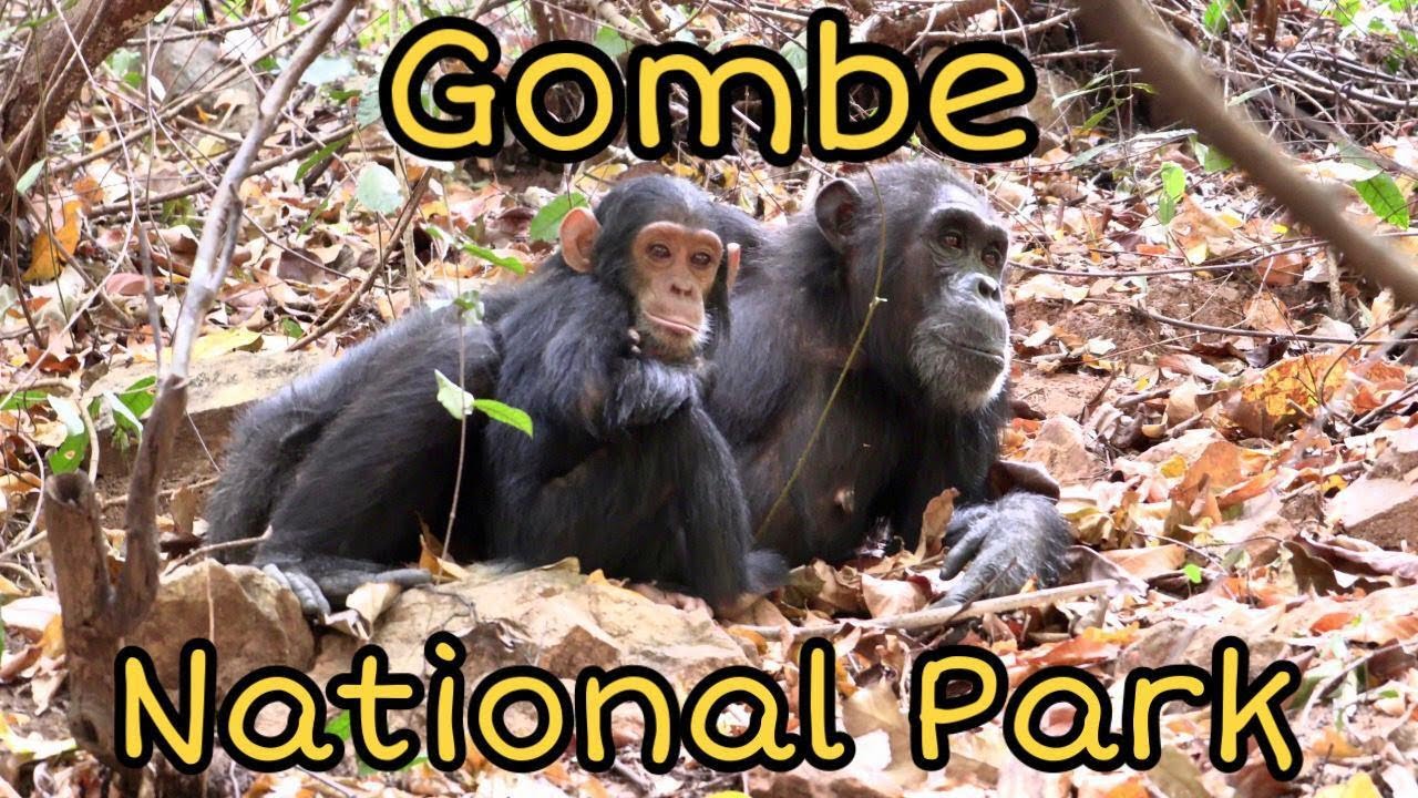 Traveling to Gombe National Park, Tanzania. 🚣🏽‍♂️🌳🐵