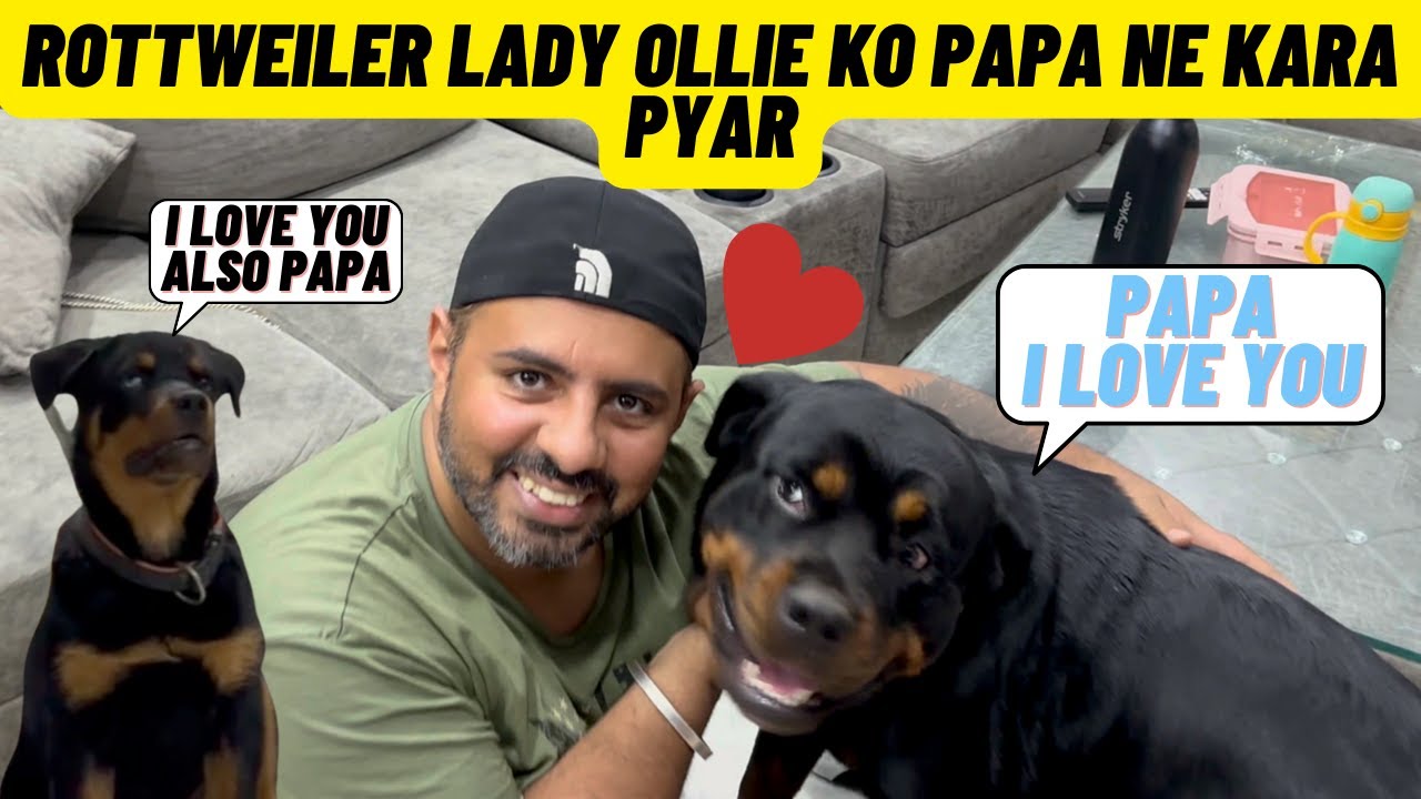 Aaj Finally Aagayi Lady Ollie Ghar Ke Aandar. Lady Ollie & Chloe Ka Pada Pyar. #dogs #germanshepherd