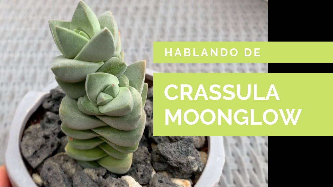 👩🏼‍🌾 Cuidados y Propagación de Crassula Moonglow