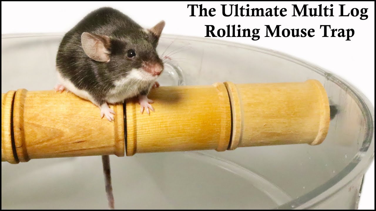 The Ultimate Multi Log Rolling Mousetrap. Mousetrap Monday