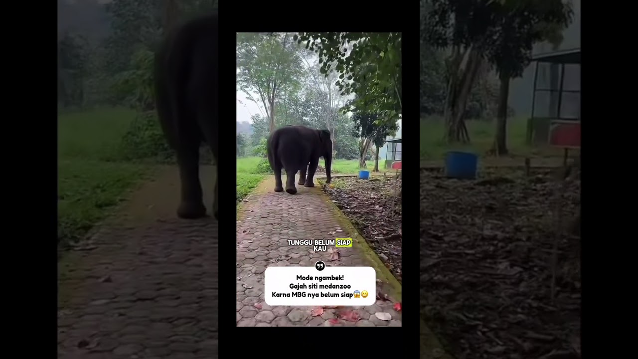 gajah siti medanzoo mode ngamb3k😱😆 #shorts