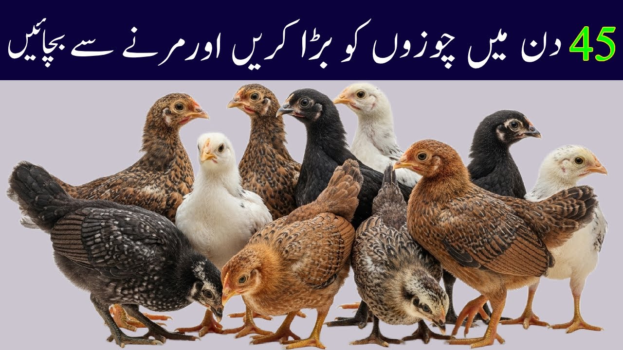 How Chicks Are Raised Carefully Low Cost Poultry Farming | Which Season Environment And Feed Better