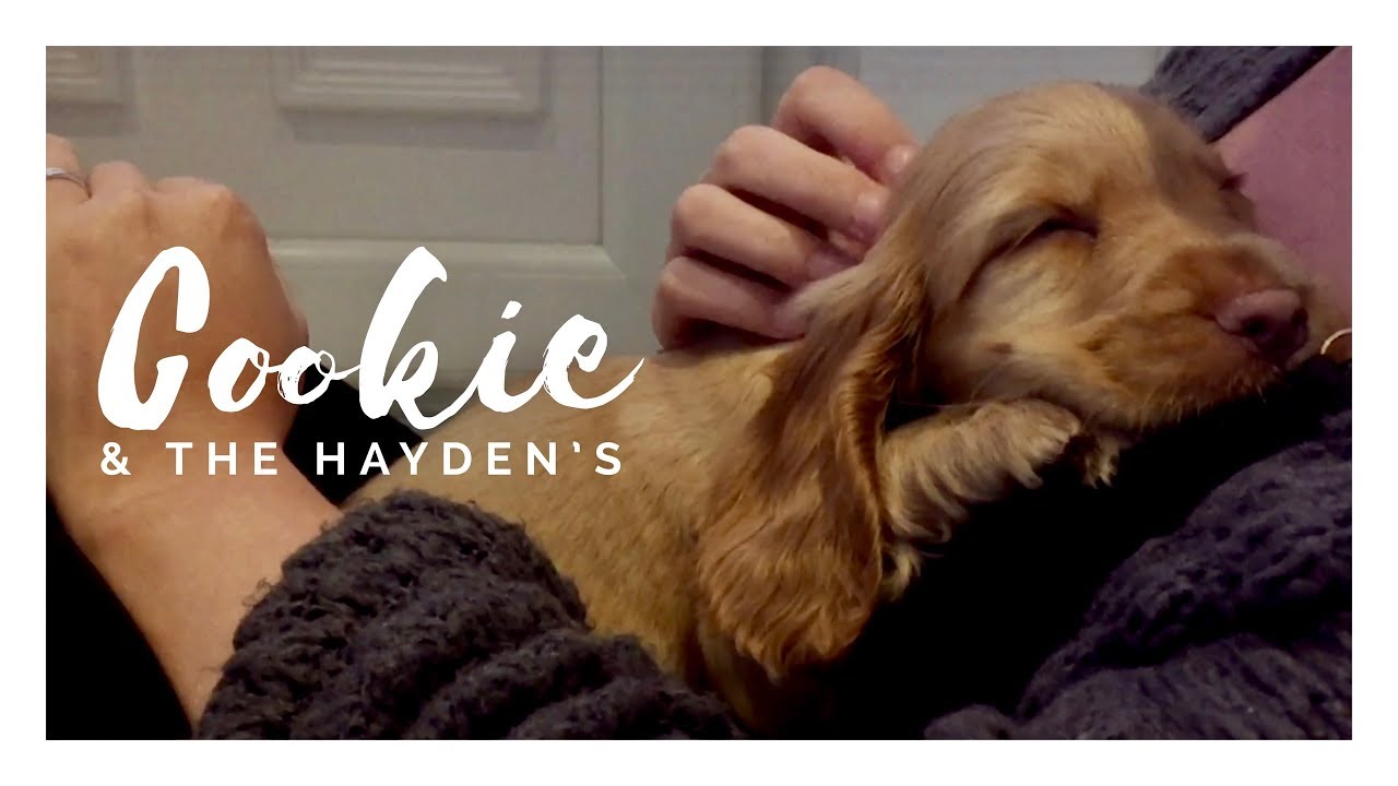 Cookie The Puppy | First Day Home! Play Explore Sleep | 8 Week Old Golden Cocker Spaniel Dog