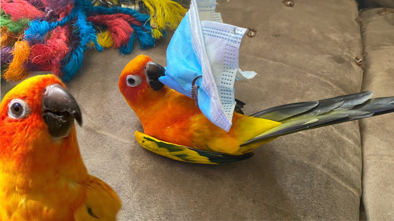 😱PAJARITO DE SOL SUN CONURE JUGANDO Y BAILANDO CON LA MASCARILLA 😷LORO CON MASCARILLA